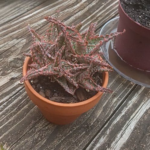 Photo of the plant species Aloe Oik by @ClassyKaro72 named Hamilton on Greg, the plant care app