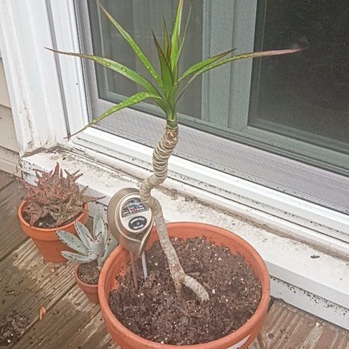 Photo of the plant species Dragon Tree by @ClassyKaro72 named Messi on Greg, the plant care app