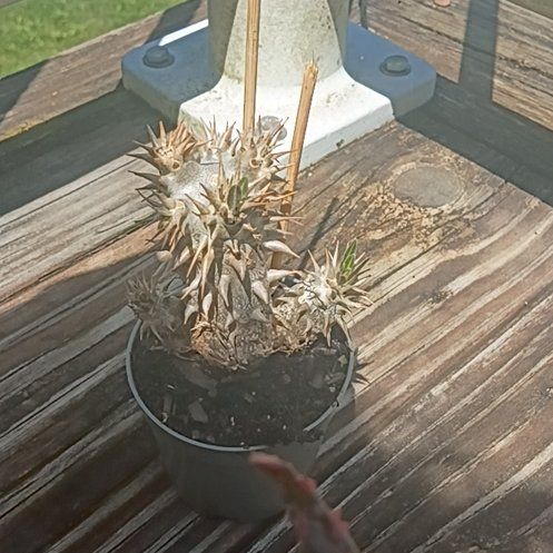 Photo of the plant species elephant's foot plant by @ClassyKaro72 named Beyonce on Greg, the plant care app
