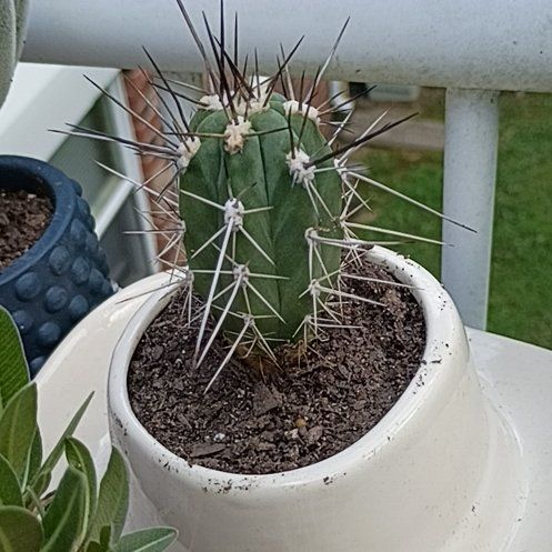 Photo of the plant species Toothpick Cactus by @ClassyKaro72 named Gregarious on Greg, the plant care app