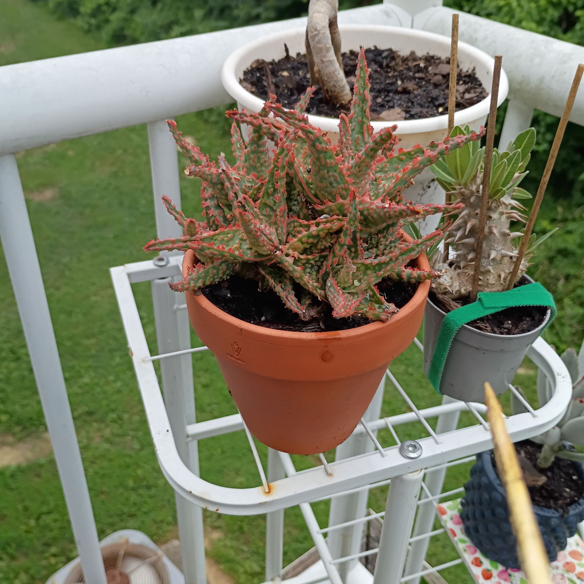 Photo of the plant species Aloe Oik by @ClassyKaro72 named Hamilton on Greg, the plant care app