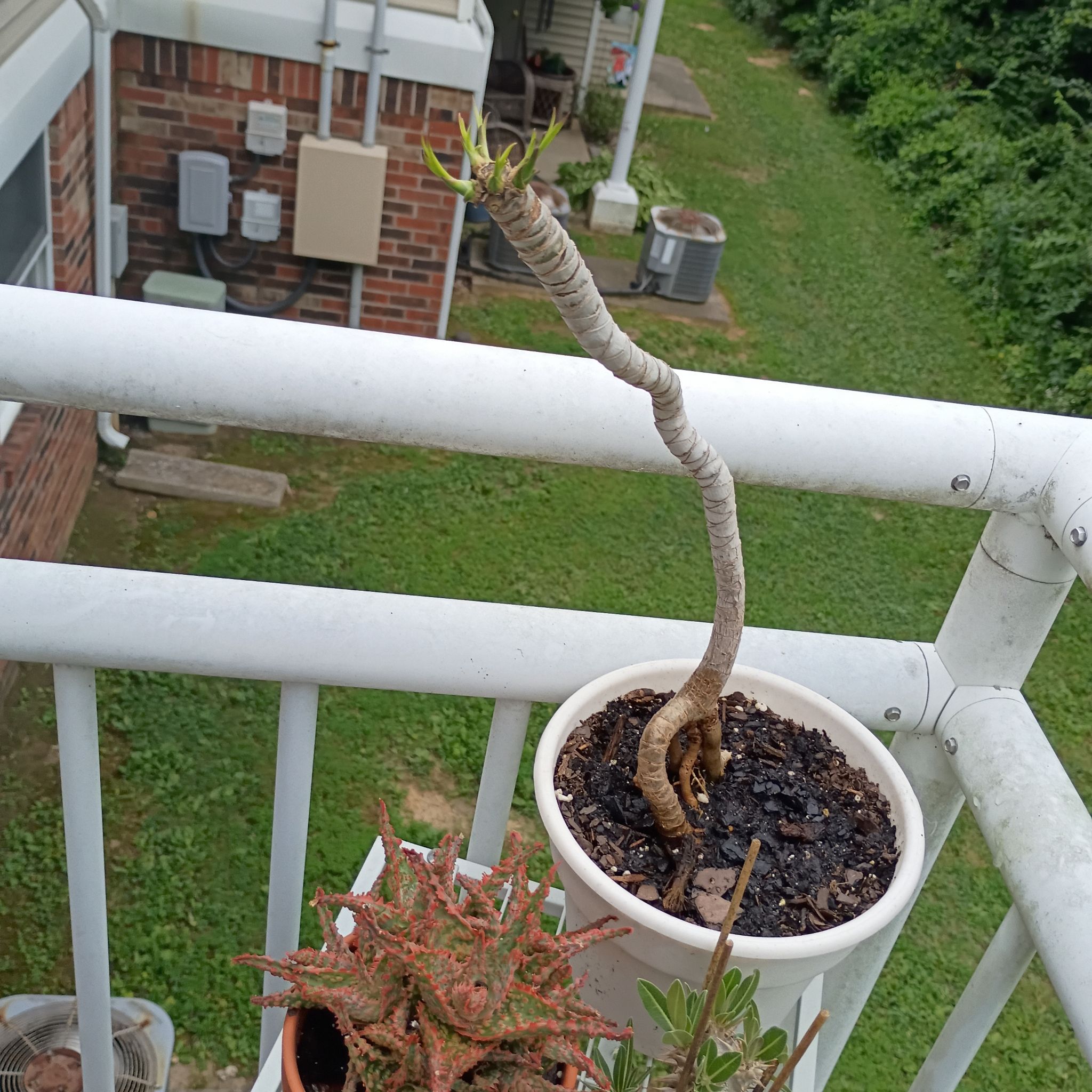 Photo of the plant species Dragon Tree by @ClassyKaro72 named Messi on Greg, the plant care app