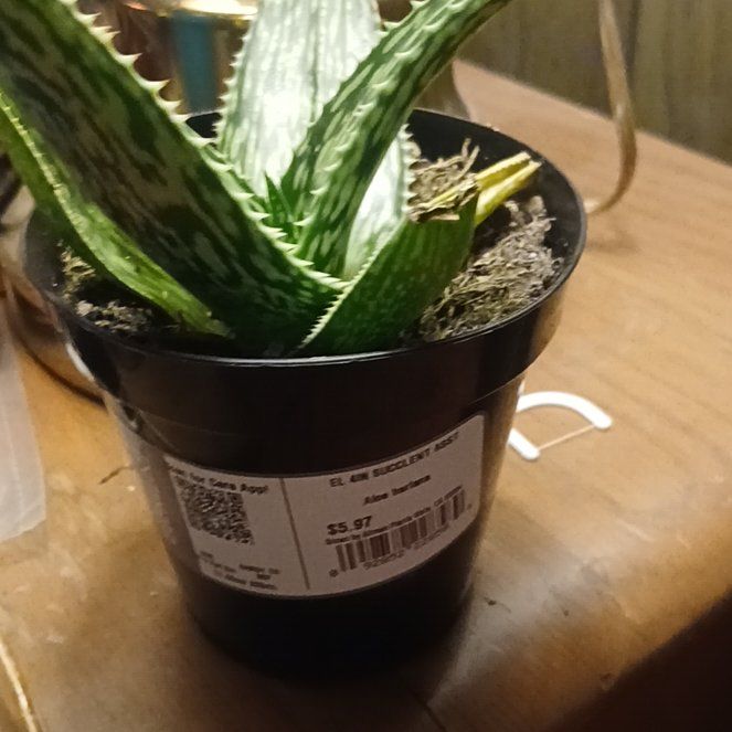 Photo of the plant species Aloe harlana by @RealBoneset46 named Keanu Leaves on Greg, the plant care app