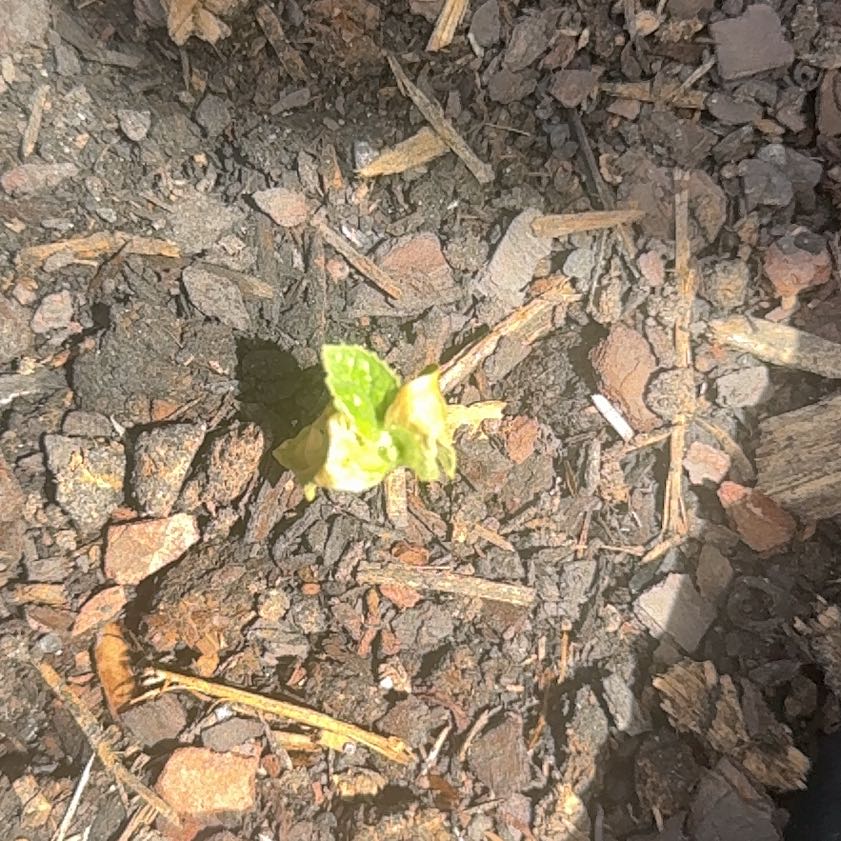 Photo of the plant species Yerba Buena by @WinMangeao99 named Navajo on Greg, the plant care app
