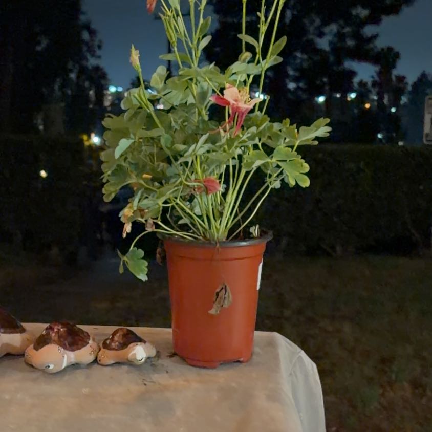 Photo of the plant species Eastern Columbine by @QuietLychee63 named E.T. on Greg, the plant care app