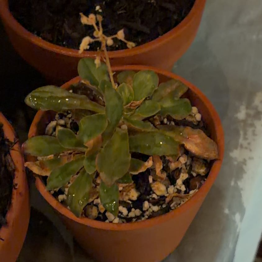 Photo of the plant species Cliff Maids by @QuietLychee63 named krispy on Greg, the plant care app