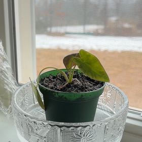 Photo of the plant species Black Beauty by @FinePinklaui48 named Pax on Greg, the plant care app