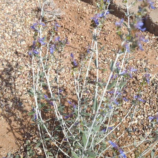 Photo of the plant species Purple Sage by @OutgoingAgave41 named Zeus on Greg, the plant care app
