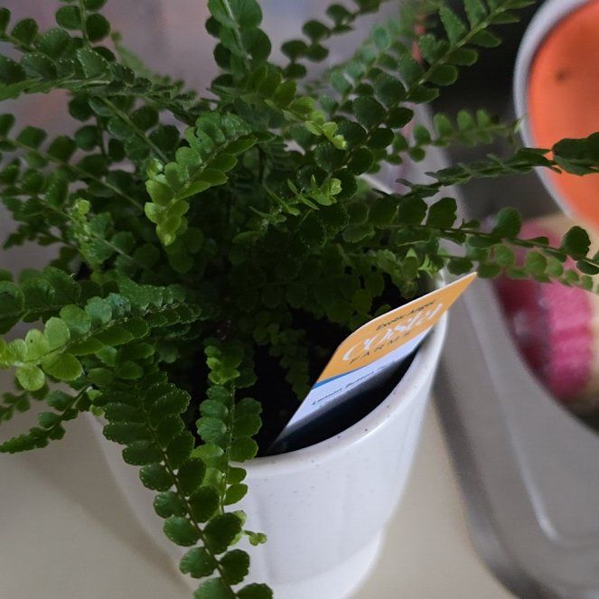 Photo of the plant species lemon butter fern by @WinToropapa1 named Stella on Greg, the plant care app