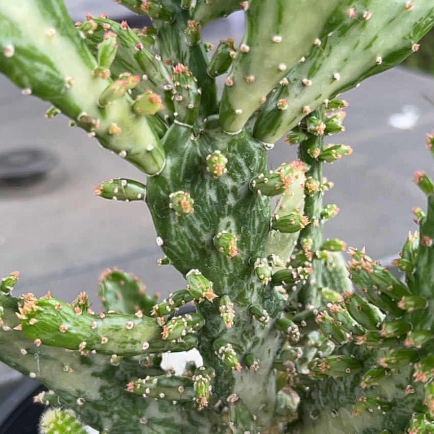 Photo of the plant species Cochineal Cactus by @PeakNinebark32 named Beyonce on Greg, the plant care app