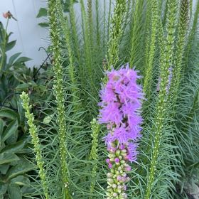 Photo of the plant species Dense Blazing Star by @PeakNinebark32 named LiloStitch on Greg, the plant care app