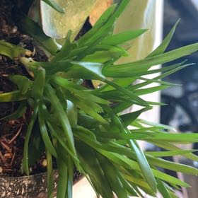 Photo of the plant species Hottentot Fig by @PeakNinebark32 named Michelle Branch on Greg, the plant care app