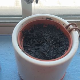 Photo of the plant species Munstead Lavender by @ZestIvy12 named Rihanna on Greg, the plant care app