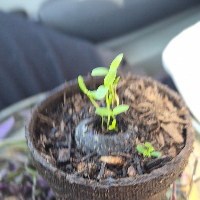 Photo of the plant species Common Milkweed by @AwwwGeee named Sanders on Greg, the plant care app