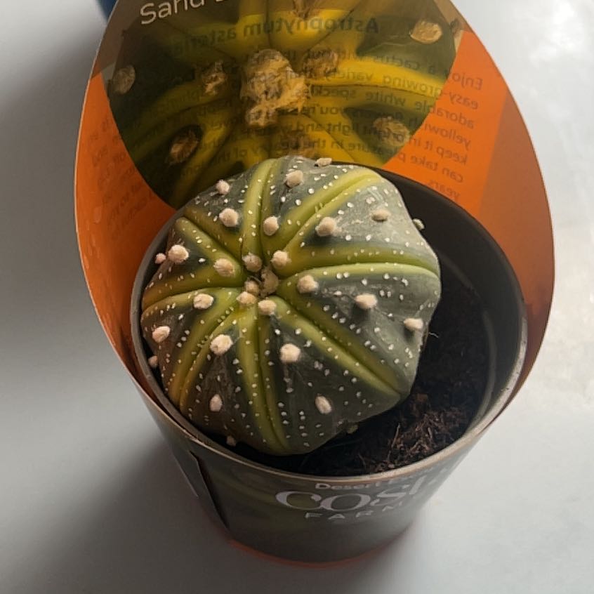 Photo of the plant species Sand Dollar Cactus by @BeefyYuzutree41 named Miley on Greg, the plant care app