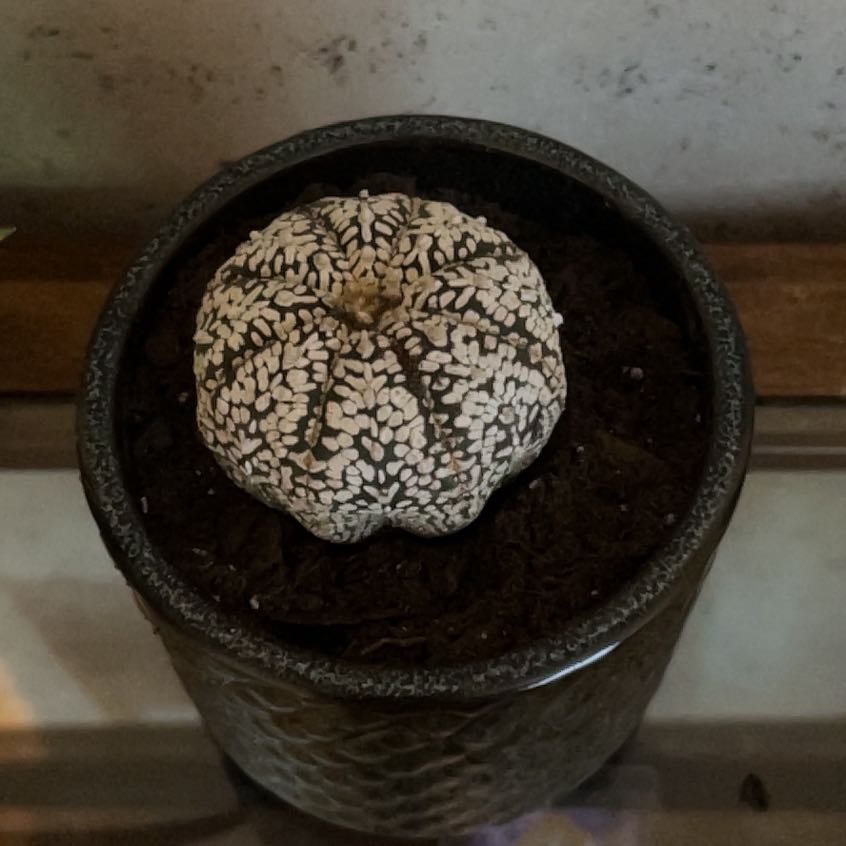 Photo of the plant species Sand Dollar Cactus by @BeefyYuzutree41 named Darwin on Greg, the plant care app