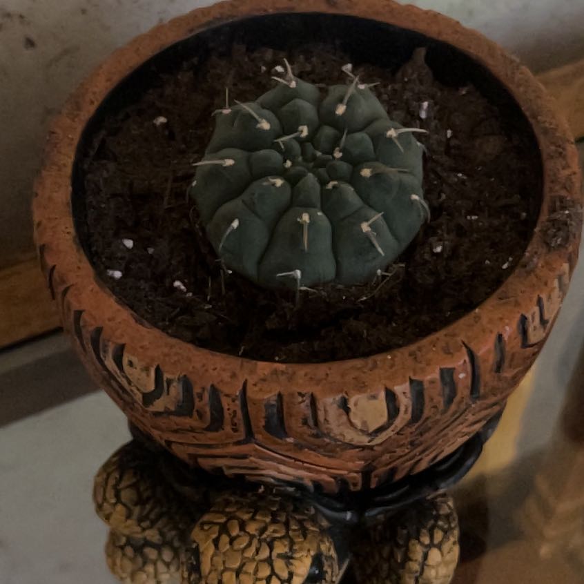Photo of the plant species Thelocactus hexaedrophorus by @BeefyYuzutree41 named Duke on Greg, the plant care app