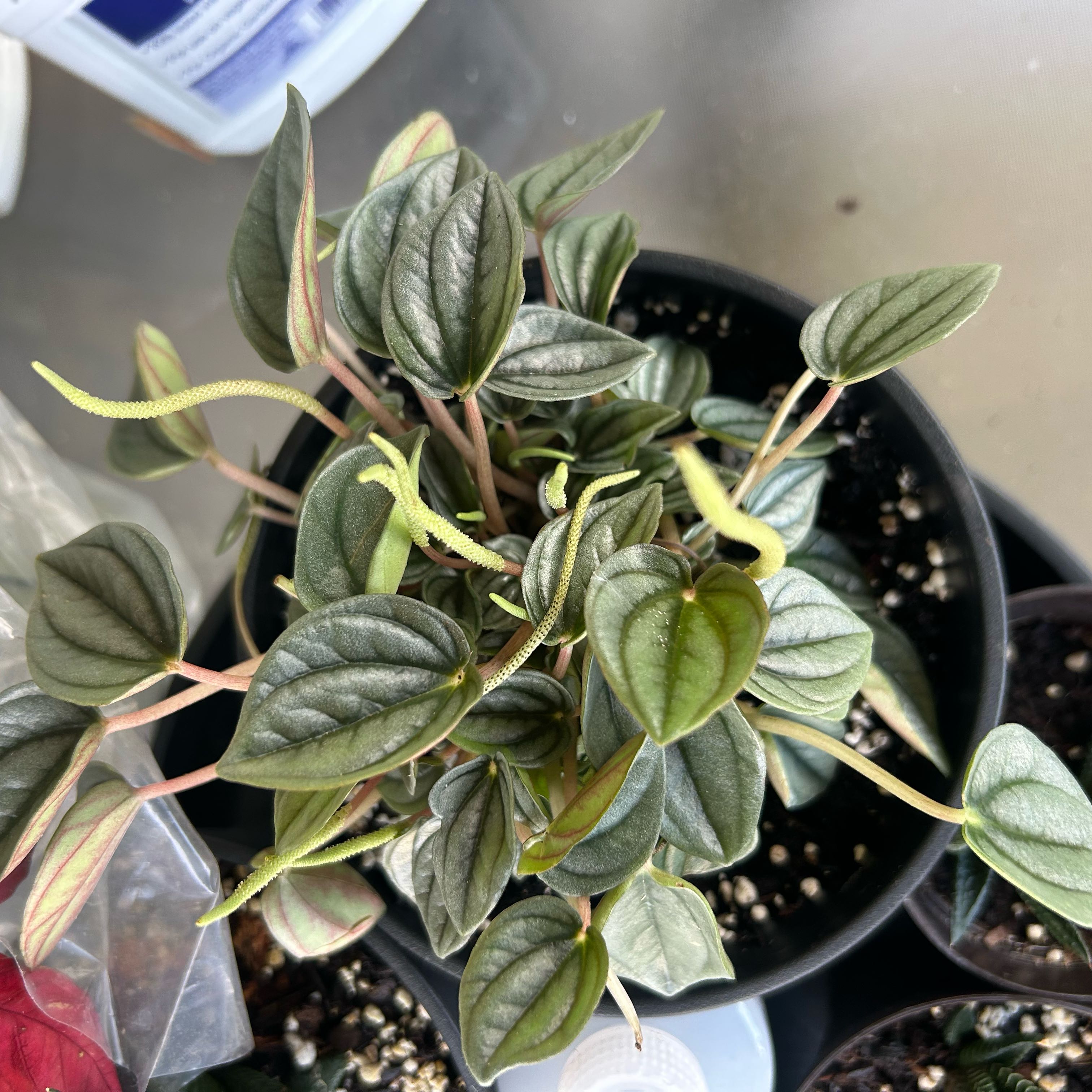 Photo of the plant species Peperomia 'Napoli Nights' by @FineLippia54 named Mystic on Greg, the plant care app