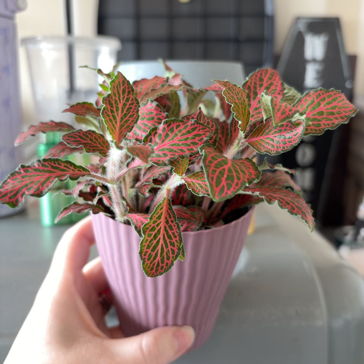 Photo of the plant species 'Ruby Red' Nerve Plant by @AvidOkra34 named Dorothy on Greg, the plant care app