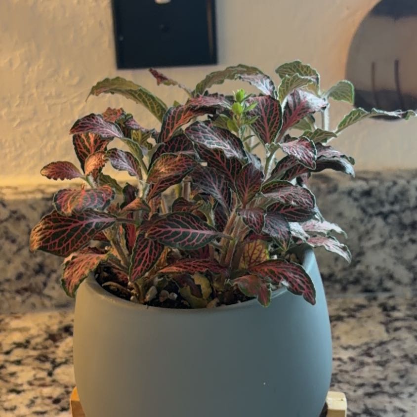 Photo of the plant species Pink Nerve Plant by @AvidOkra34 named Diva Ho on Greg, the plant care app