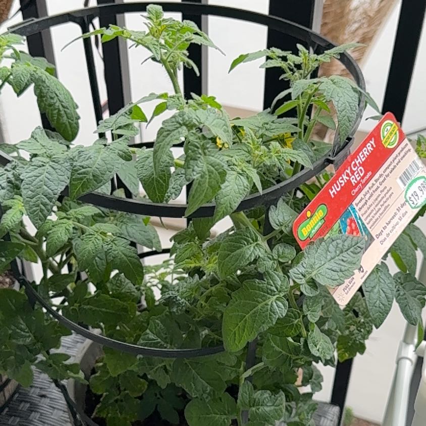 Photo of the plant species Husky Cherry Red Tomato by @GrandeeKonjac15 named Willow on Greg, the plant care app