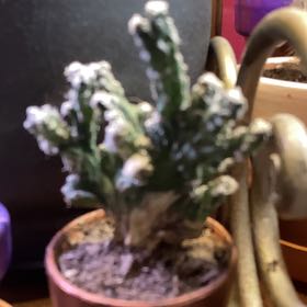 Photo of the plant species Crested Snake Cactus by @HeadSeaofpink33 named Luna on Greg, the plant care app