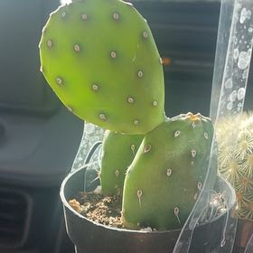 Photo of the plant species Opuntia quitensis 'Johnson's Hybrid' by @UberGasplant92 named Diana on Greg, the plant care app