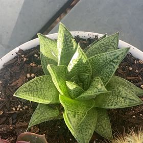 Photo of the plant species Gasteria Tiga by @UberGasplant92 named Mollie on Greg, the plant care app