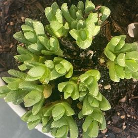 Photo of the plant species Stomatium acutifolium by @UberGasplant92 named Spike Leaves on Greg, the plant care app