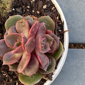 Photo of the plant species Echeveria 'Mont Blanc' by @UberGasplant92 named Orlando Bloom on Greg, the plant care app