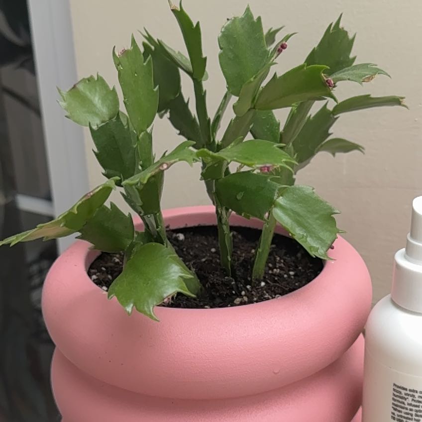 Photo of the plant species Thanksgiving Cactus by @BigSafflower63 named Daphne on Greg, the plant care app
