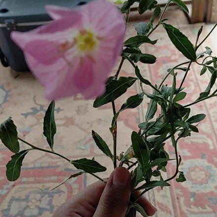 Photo of the plant species Showy Pink Evening Primrose by @HelpmateNoni38 named Coco on Greg, the plant care app