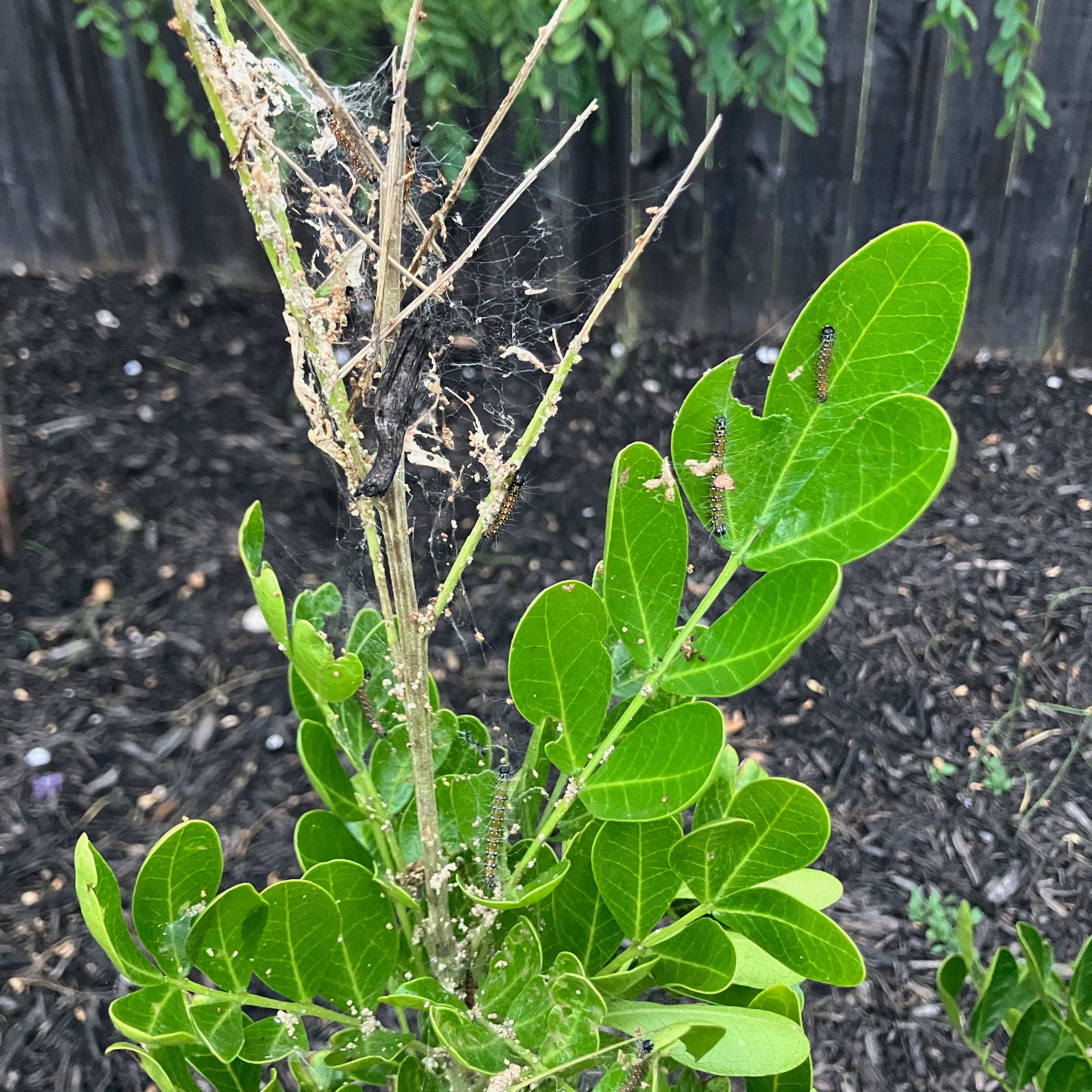 Photo of the plant species Texas Mountain Laurel by @SacredBetel36 named Dax on Greg, the plant care app