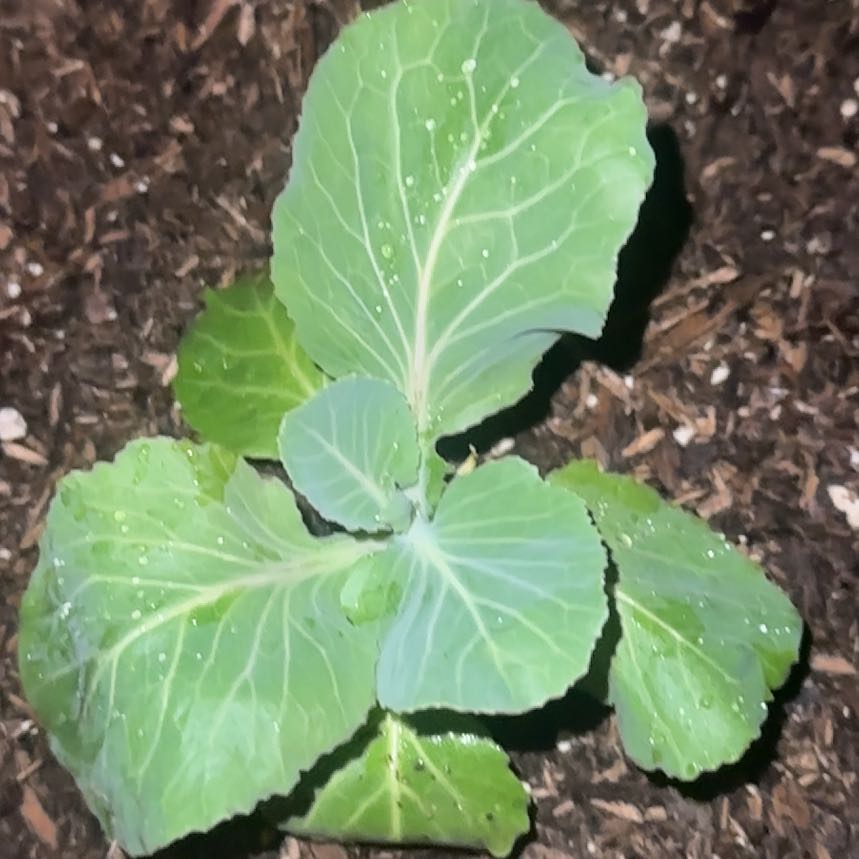 Photo of the plant species Cabbage by @blucollarplnts named Lebron on Greg, the plant care app