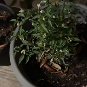 Photo of the plant species Thai Hot Pepper by @blucollarplnts named LiloStitch on Greg, the plant care app