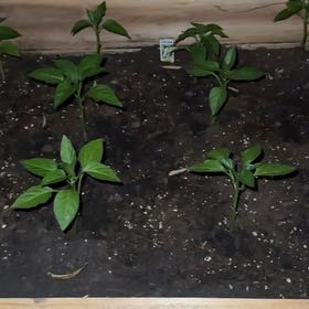 Photo of the plant species Sweet Banana Pepper by @blucollarplnts named Shakira on Greg, the plant care app