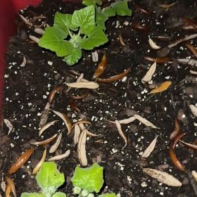 Photo of the plant species Yellow Crookneck Squash by @blucollarplnts named Austen on Greg, the plant care app