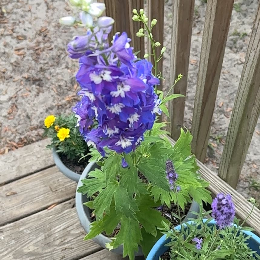 Photo of the plant species Candle Larkspur by @blucollarplnts named Rainier on Greg, the plant care app