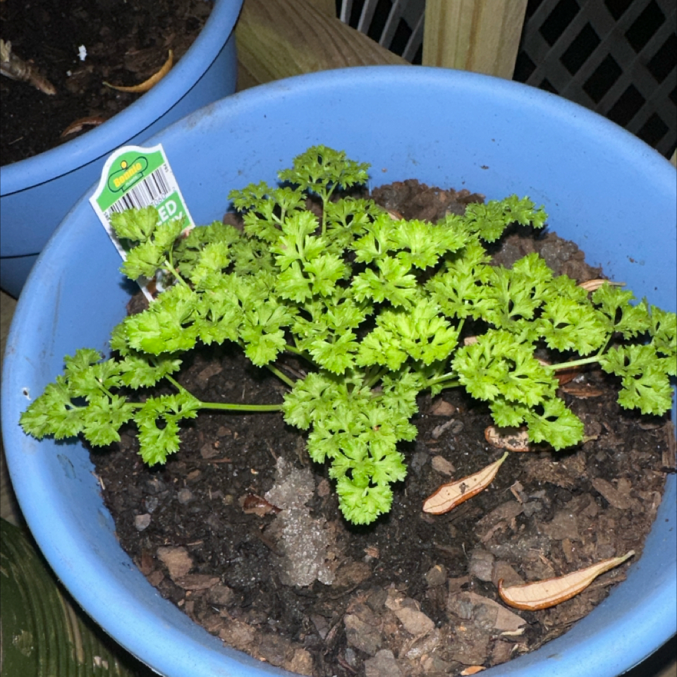 Photo of the plant species Curly Parsley by @blucollarplnts named Walt on Greg, the plant care app