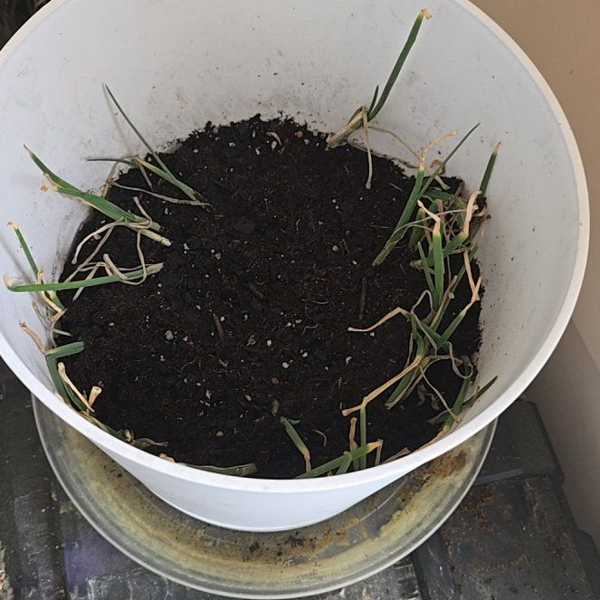 Photo of the plant species Yellow Onion by @FitGuepinia81 named The Peanut Gallery on Greg, the plant care app