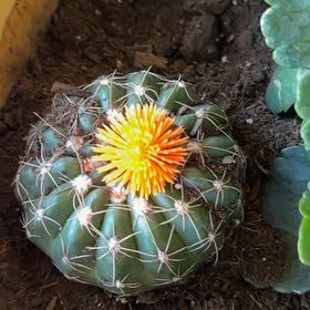 Photo of the plant species Rhinoceros Cactus by @Mustache named Orlando bloom on Greg, the plant care app