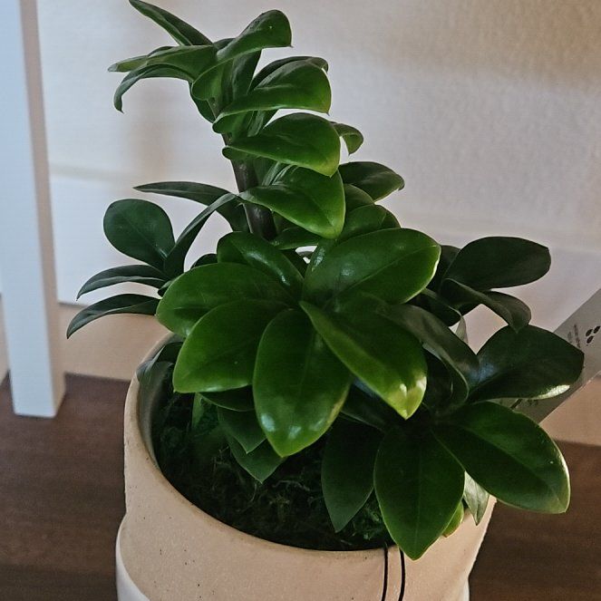 Photo of the plant species ZZ Zenzi by @NationalOxlip91 named Elina on Greg, the plant care app
