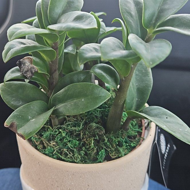 Photo of the plant species ZZ Zenzi by @NationalOxlip91 named Zion on Greg, the plant care app