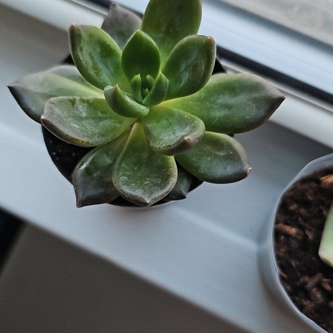 Photo of the plant species Black Prince by @HipArugula81 named Luna's 1st on Greg, the plant care app