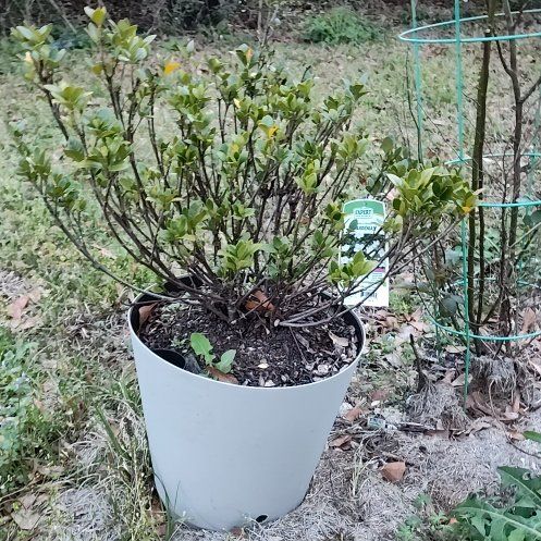 Photo of the plant species Kleim's Hardy Gardenia by @ProKaramu30 named Achilles on Greg, the plant care app
