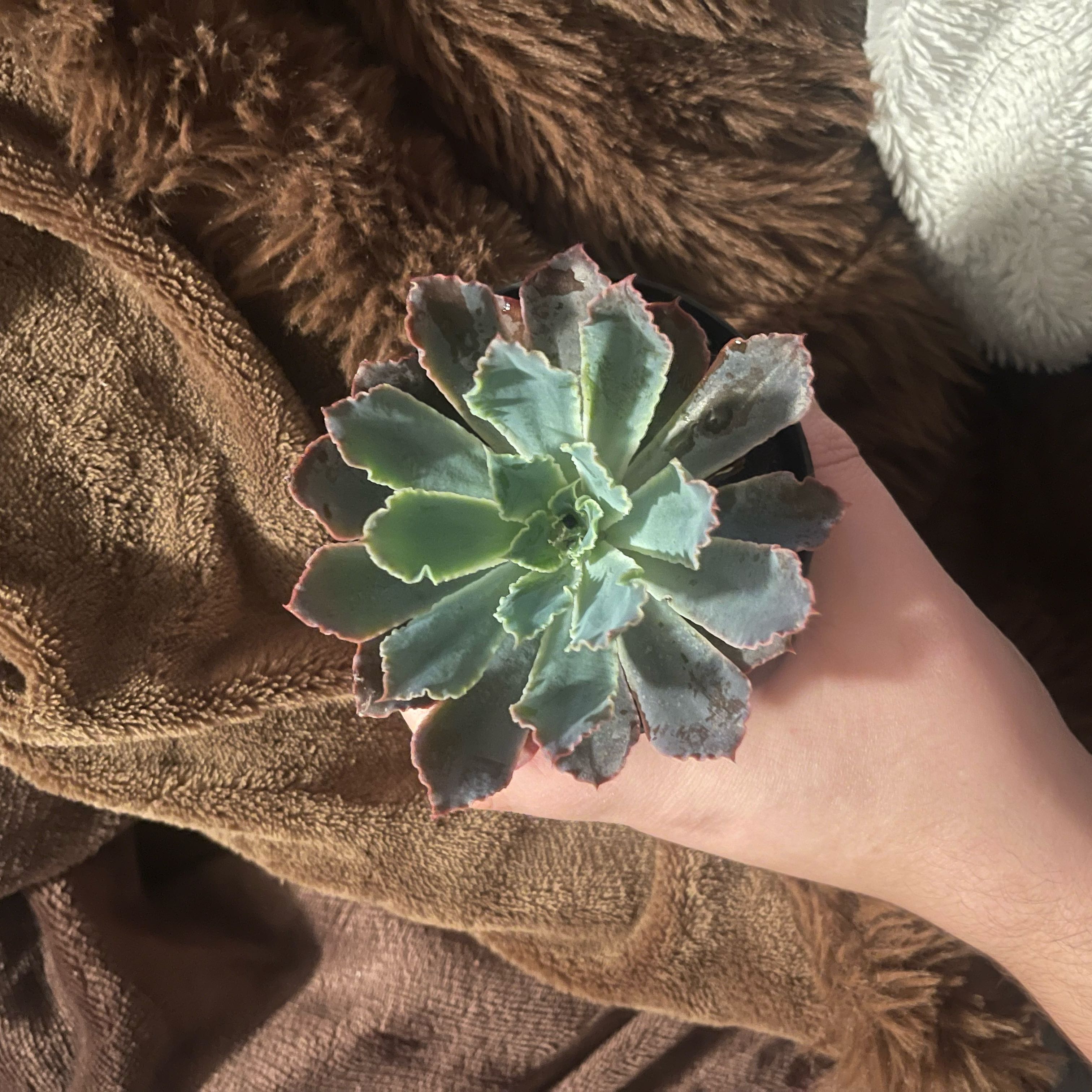 Photo of the plant species Echeveria 'Neon Breakers' by @ChicCherimoya72 named Willow on Greg, the plant care app