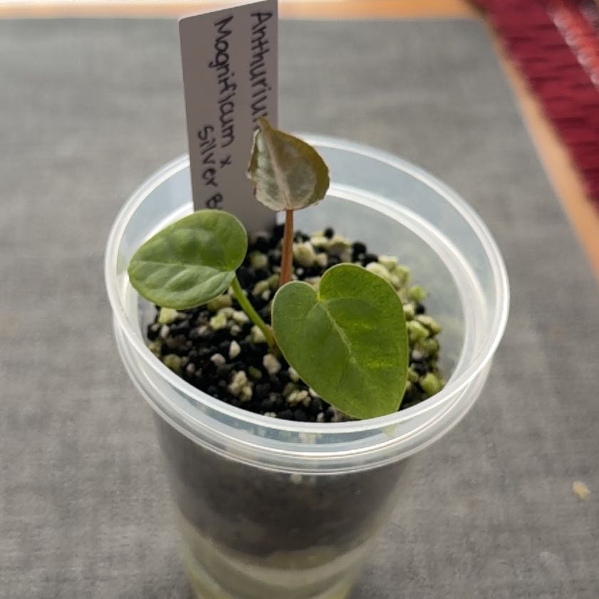 Photo of the plant species Anthurium Magnificum x Silver Blush by @OmmarFra named Scarlett on Greg, the plant care app
