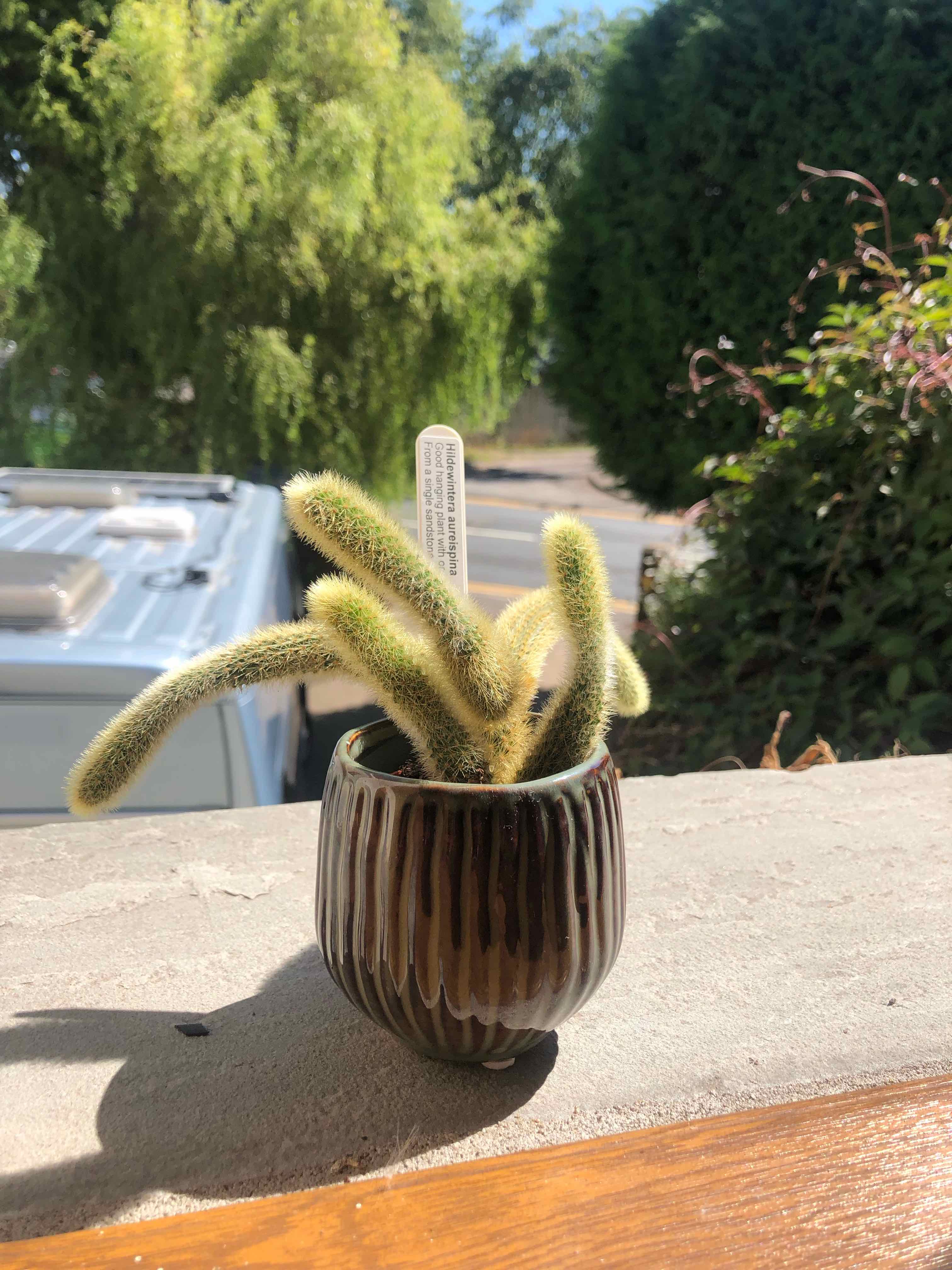 Potted Golden Snakecactus on a ledge with outdoor background.