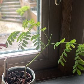 Photo of the plant species Colorado Riverhemp by @Leahtwellsx named Sherlock on Greg, the plant care app