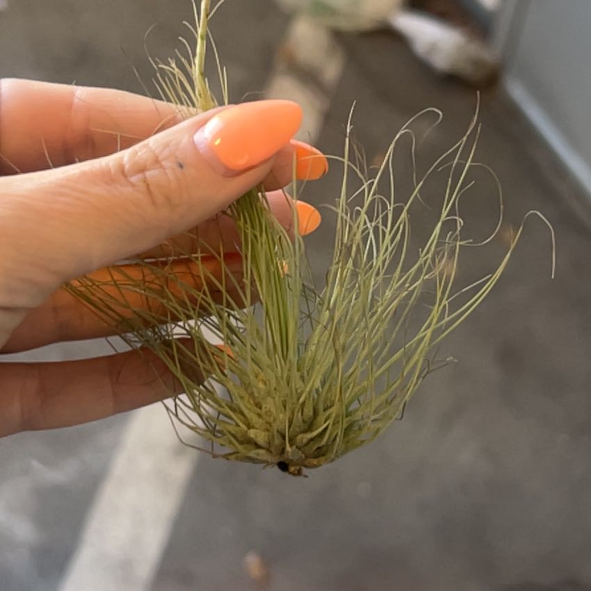 Photo of the plant species Tillandsia argentea Air Plant by @ShinyLemon71 named Oscar on Greg, the plant care app